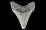 Juvenile Megalodon Tooth - Georgia #75365-1